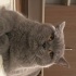 Duman