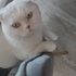 Bulut