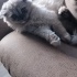 Leyla