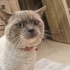 selin