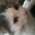 Pamuk