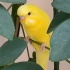 Limon
