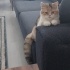 Çakıl
