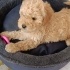 Cookie