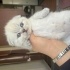Bobi