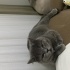 Maya