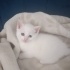 maviş
