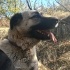 Duman