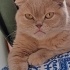 Kaymak