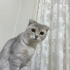 ÇİLEK