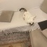 Sütlü