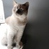 Orka