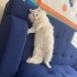 Mırnav