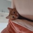 Patso