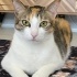 Süslü