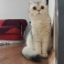 Bibi