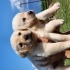 A KALİTE LABRADOR