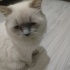 Bulut