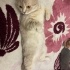 Pamuk