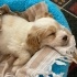 Maltipoo Yavrumuz 1,...