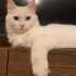 Pamuk