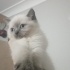 yavru kedi