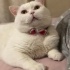 Fofi