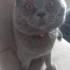 Duman