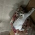 Kedi