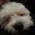 Nisan