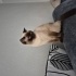 Maya