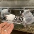 Maskeli Hamster