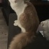 Romeo