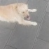 Melo