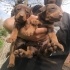 Doberman