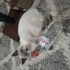 Duman