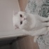 Pamuk