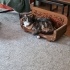 MissCat