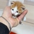 Pamuk