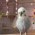 Dodo