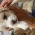Yavru köpek