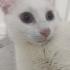 Lunok