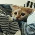 Merlin