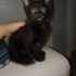 Maysa