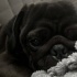 Darcy