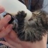Pufi