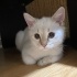 Bulut