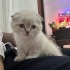 Puffy