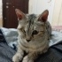 Şila