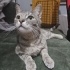 Suzan (Suzi)